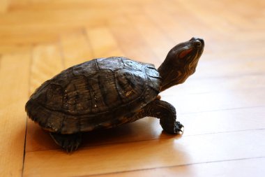 İnsanlar kırmızı kulaklı bir kaplumbağayla ilgilenir ve onunla oynarlar..