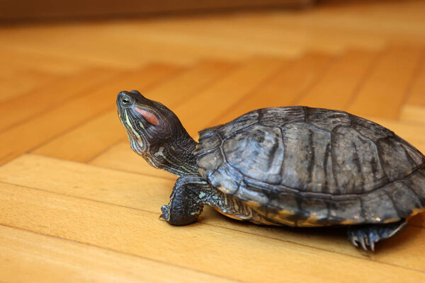 People care for and play with a pet red-ear turtle.