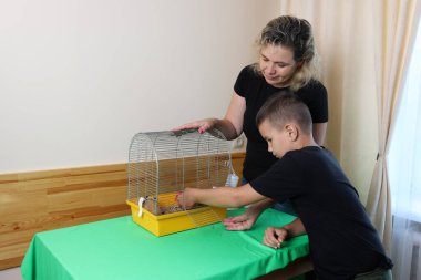 İnsanlar kobayla ilgileniyor ve onunla oynuyor..