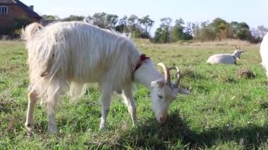 Keçiler çayırda otlar. Tarım. Keçilerin bakımı.