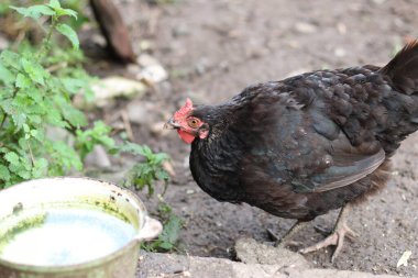 Kırsal bir çiftlikte tavuklar. Tarım. Kümes hayvanları. Çiftleşen tavuklar.