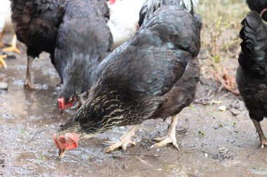 Kırsal bir çiftlikte tavuklar. Tarım. Kümes hayvanları. Çiftleşen tavuklar.