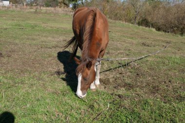 Atlar tarlada otlar. Tarım. Atlara bakmak..