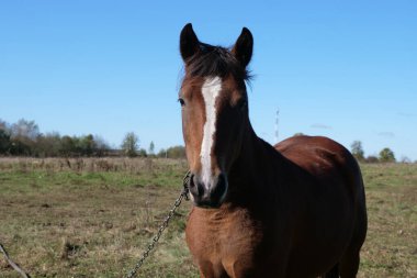 Atlar tarlada otlar. Tarım. Atlara bakmak..