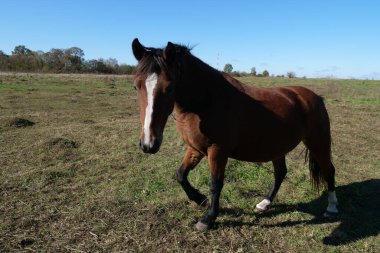 Atlar tarlada otlar. Tarım. Atlara bakmak..