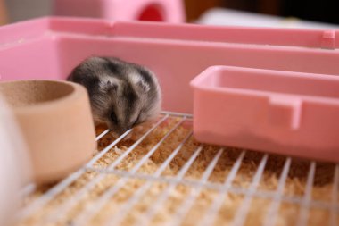 İnsanlar hamsterla ilgileniyor ve oynuyorlar..