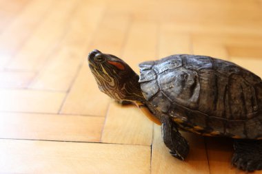 İnsanlar kırmızı kulaklı bir kaplumbağayla ilgilenir ve onunla oynarlar..