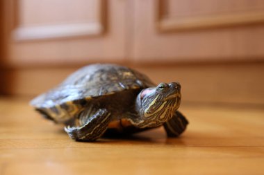 İnsanlar kırmızı kulaklı bir kaplumbağayla ilgilenir ve onunla oynarlar..