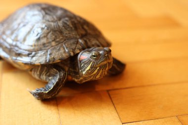 İnsanlar kırmızı kulaklı bir kaplumbağayla ilgilenir ve onunla oynarlar..