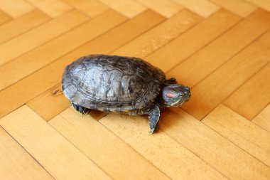 İnsanlar kırmızı kulaklı bir kaplumbağayla ilgilenir ve onunla oynarlar..