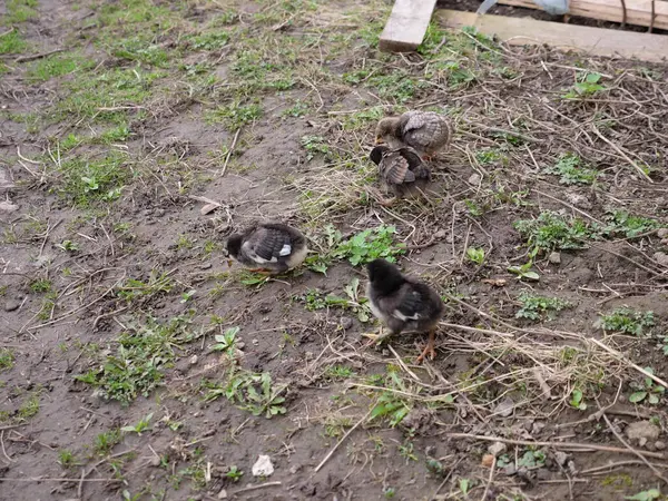 Tarım koşullarında yetişkin tavuklar ve piliçler.