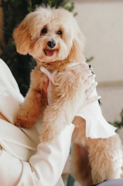 Şirin, neşeli, kızıl bir Cavapoo ya da Cockapoo 'nun el ele tutuşması. Cocker Spaniel ve Fino 'nun melez bir türü..