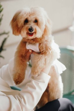 Şirin, neşeli, kızıl bir Cavapoo ya da Cockapoo 'nun el ele tutuşması. Cocker Spaniel ve Fino 'nun melez bir türü..