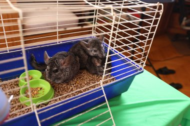 İnsanlar Çingenelerle ilgilenir ve onlarla oynar..