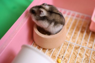 İnsanlar hamsterla ilgileniyor ve oynuyorlar..