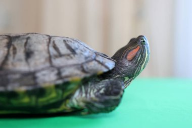 İnsanlar kırmızı kulaklı bir kaplumbağayla ilgilenir ve onunla oynarlar..