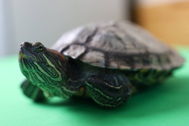 İnsanlar kırmızı kulaklı bir kaplumbağayla ilgilenir ve onunla oynarlar..