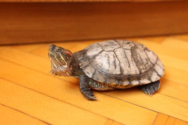 İnsanlar kırmızı kulaklı bir kaplumbağayla ilgilenir ve onunla oynarlar..