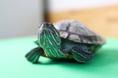 İnsanlar kırmızı kulaklı bir kaplumbağayla ilgilenir ve onunla oynarlar..