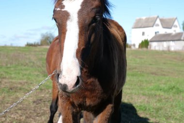 Atlar tarlada otlar. Tarım. Atlara bakmak..