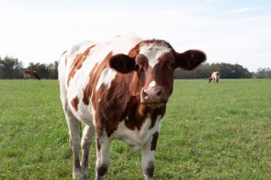 İnekler çiftliğin otlaklarında otlarlar. Tarım. Sığır yetiştiriciliği.