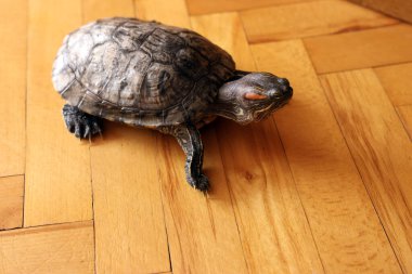 İnsanlar kırmızı kulaklı bir kaplumbağayla ilgilenir ve onunla oynarlar..