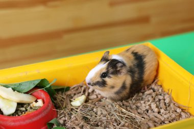 İnsanlar kobayla ilgileniyor ve onunla oynuyor..