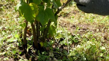 Yaz mevsiminde meyve ağaçları ve çalılar budanır. Çiftçi aşırı ve kuru dalları keser. Bahçe konsepti.