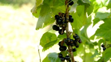 Çiftçi olgun frenk üzümü topluyor. Bahçe konsepti.