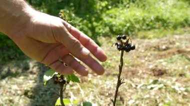 Bir çiftçi kurutulmuş frenk üzümü dalını inceler. Kuraklık kavramı. Hasat hatası.