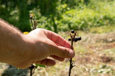Bir çiftçi kurutulmuş frenk üzümü dalını inceler. Kuraklık kavramı. Hasat hatası.
