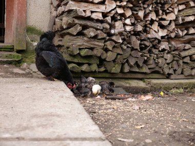 Tarım koşullarında yetişkin tavuklar ve piliçler.