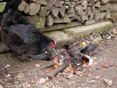Tarım koşullarında yetişkin tavuklar ve piliçler.
