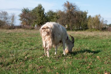 Bir keçi tasmalı bir tarlada otluyor. Çiftlik hayvanları yetiştiriciliği.
