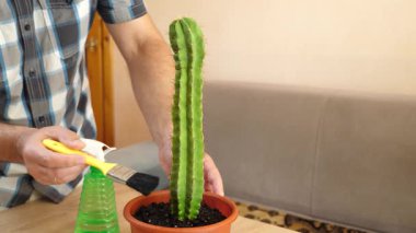 Kapalı alanda kaktüs bakımı: nakil, sulama ve toz alma. Düzgün sulama, toprağı gevşetme ve sağlıklı büyümeyi sürdürme.