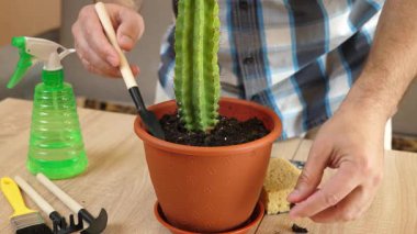 Kapalı alanda kaktüs bakımı: nakil, sulama ve toz alma. Düzgün sulama, toprağı gevşetme ve sağlıklı büyümeyi sürdürme.