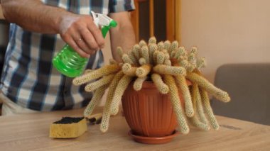 Kapalı alanda kaktüs bakımı: nakil, sulama ve toz alma. Düzgün sulama, toprağı gevşetme ve sağlıklı büyümeyi sürdürme.