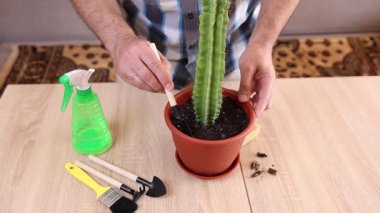 Kapalı alanda kaktüs bakımı: nakil, sulama ve toz alma. Düzgün sulama, toprağı gevşetme ve sağlıklı büyümeyi sürdürme.