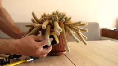 Kapalı alanda kaktüs bakımı: nakil, sulama ve toz alma. Düzgün sulama, toprağı gevşetme ve sağlıklı büyümeyi sürdürme.