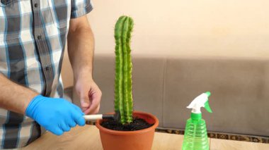 Kapalı alanda kaktüs bakımı: nakil, sulama ve toz alma. Düzgün sulama, toprağı gevşetme ve sağlıklı büyümeyi sürdürme.