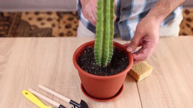 Kapalı alanda kaktüs bakımı: nakil, sulama ve toz alma. Düzgün sulama, toprağı gevşetme ve sağlıklı büyümeyi sürdürme.
