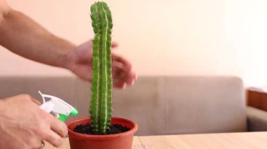 Kapalı alanda kaktüs bakımı: nakil, sulama ve toz alma. Düzgün sulama, toprağı gevşetme ve sağlıklı büyümeyi sürdürme.