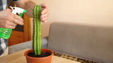 Kapalı alanda kaktüs bakımı: nakil, sulama ve toz alma. Düzgün sulama, toprağı gevşetme ve sağlıklı büyümeyi sürdürme.