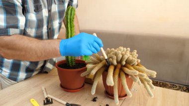 Kapalı alanda kaktüs bakımı: nakil, sulama ve toz alma. Düzgün sulama, toprağı gevşetme ve sağlıklı büyümeyi sürdürme.