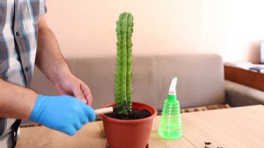 Kapalı alanda kaktüs bakımı: nakil, sulama ve toz alma. Düzgün sulama, toprağı gevşetme ve sağlıklı büyümeyi sürdürme.