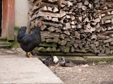 Tarım koşullarında yetişkin tavuklar ve piliçler. Kümes hayvanları..