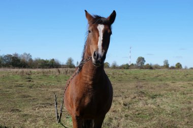 Atlar tarlada otlar. Tarım. Atlara bakmak..