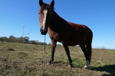 Atlar tarlada otlar. Tarım. Atlara bakmak..