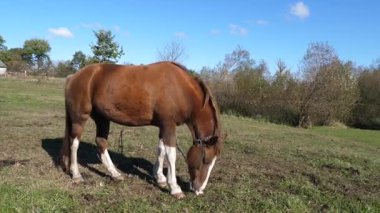 Atlar tarlada otlar. Tarım. Atlara bakmak..