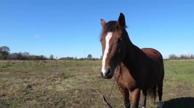 Atlar tarlada otlar. Tarım. Atlara bakmak..